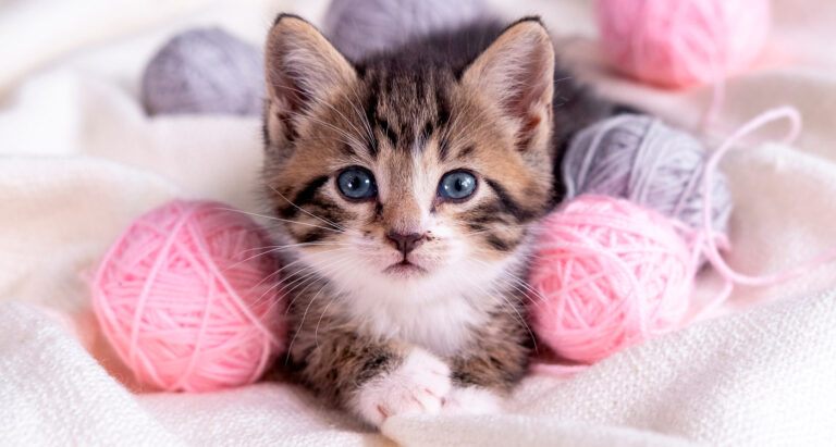 gato_edad_natali_kuzina_shutterstock_portada